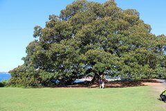 Sydney Sightseeing, Der berühmte Baum im Wentworth Park