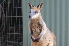 A voir à Sydney, Kangourou au zoo