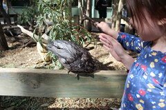 Sydney Zoo, Einige Tiere können gestreichelt werden