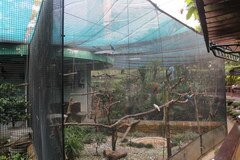 Kostenlose Unterhaltung in Hongkong, Kostenloses Vogelhaus im Stadtpark