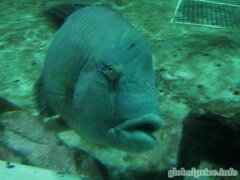Spaß und Unterhaltung in Hongkong, das berühmte Aquarium des Ocean Park