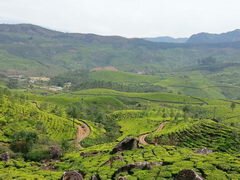 Attractions en Inde, plantations de thé Munnar