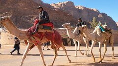 Was es in Jordanien zu sehen gibt, Kamele zum Durchqueren der Wüste	