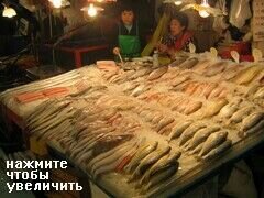 Fischmarkt in Pusan, Südkorea, Auswahl an Meeresfrüchten