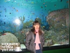Vergnügungen und Attraktionen in der COEX Mall in Seoul, Rifffische im Aquarium
