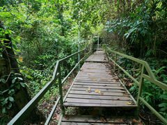 Malaisie, Kota Kinabalu, Signal Hill Trail, Chemin en bois