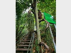 Malaisie, Kota Kinabalu, Signal Hill Trail, Escaliers dans la jungle