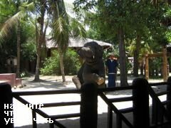 Phuket Thailand Urlaub & Aktivitäten, Elefantenshow im Phuket National Park